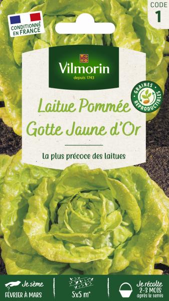 Potagères - Laitue Pommée Gotte Jaune d'Or - PACKAGING_RECTO